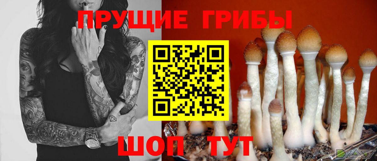 Псилоцибиновые грибы Cubensis Тимашёвск